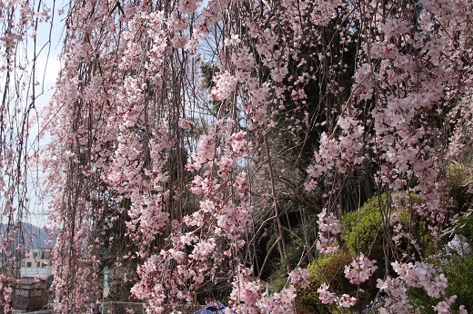 梅岩寺の枝垂れ桜4