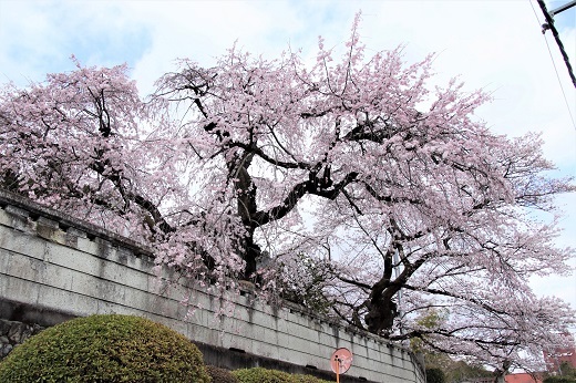 宗徳寺の枝垂れ桜1
