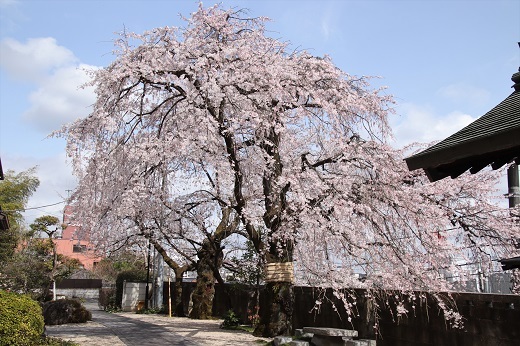 崇徳寺の枝垂れ桜2
