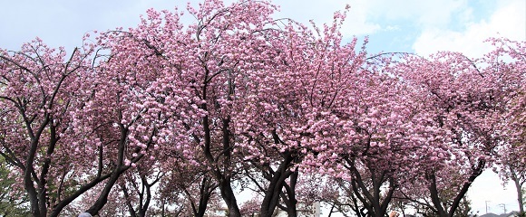 菊名桜山公園（カーボン山）の八重桜