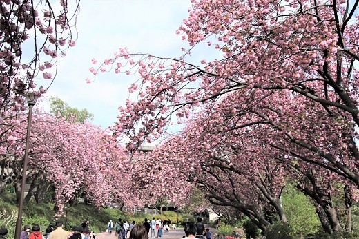 カーボン山の八重桜3