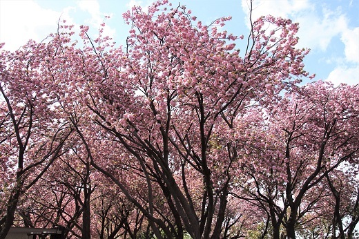 カーボン山の八重桜5