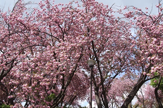 カーボン山の八重桜6