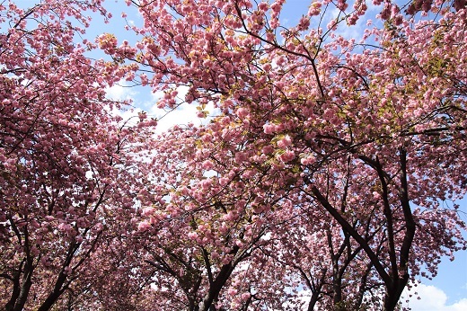 カーボン山の八重桜7