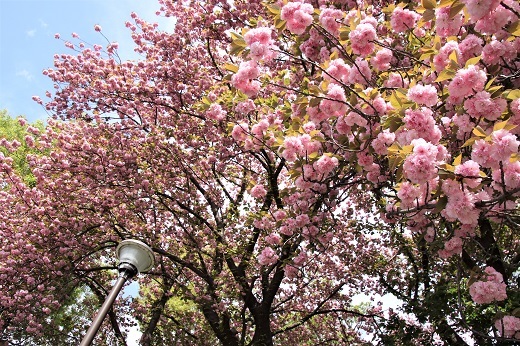 カーボン山の八重桜8