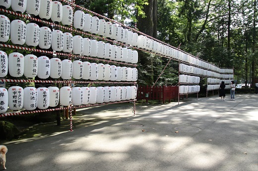 箱根神社大鳥居前の奉納提灯