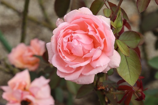 ピンクのバラ1