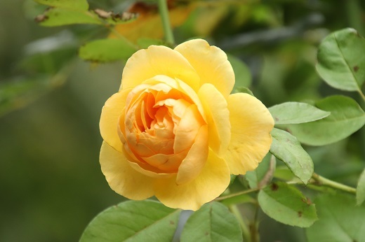 黄色のバラ2