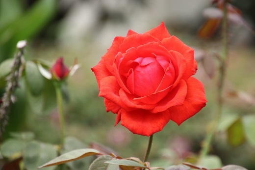 赤いバラ1