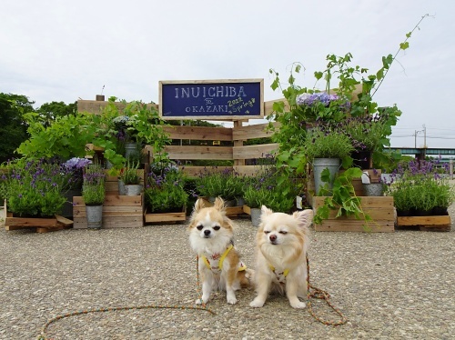 犬市場in岡崎2022　spring　柚子　杏子