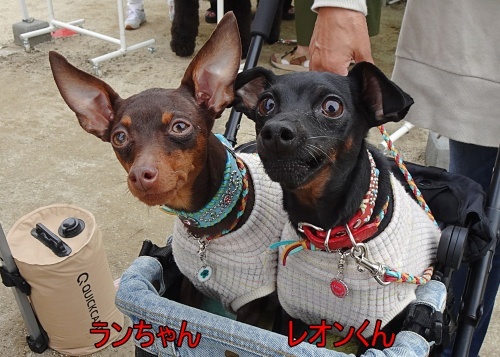 犬市場in岡崎2022　spring　レオンくん　ランちゃん