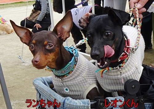 犬市場in岡崎2022　spring　レオンくん　ランちゃん