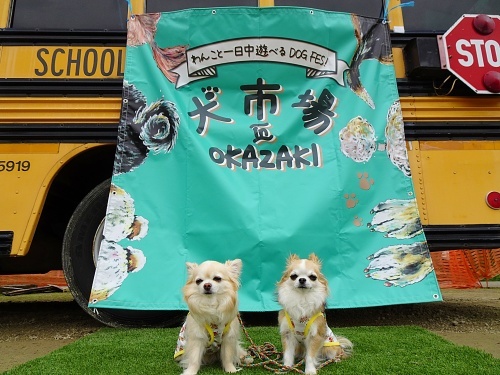 犬市場in岡崎2022　spring　柚子　杏子