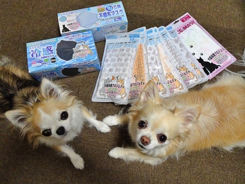 犬猫保護プロジェクトマスク　柚子　杏子