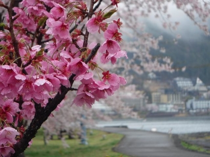 20220415-5-M2河口湖プリプラ6_大池公園桜と八重桜.JPG