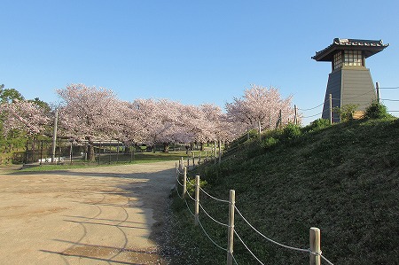 0402朝桜8