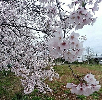 在りし日の桜。