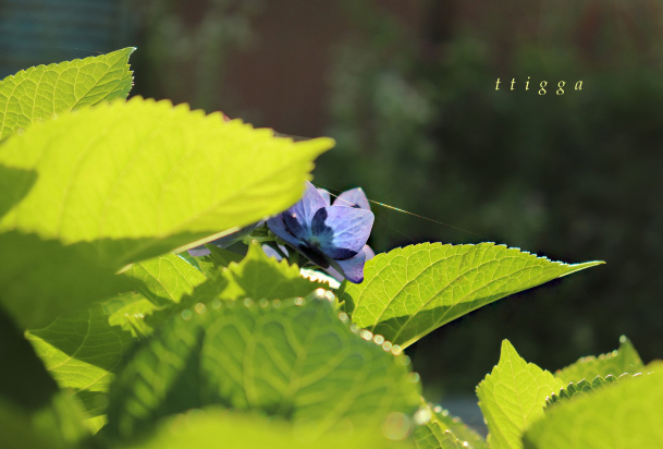 中庭の紫陽花92