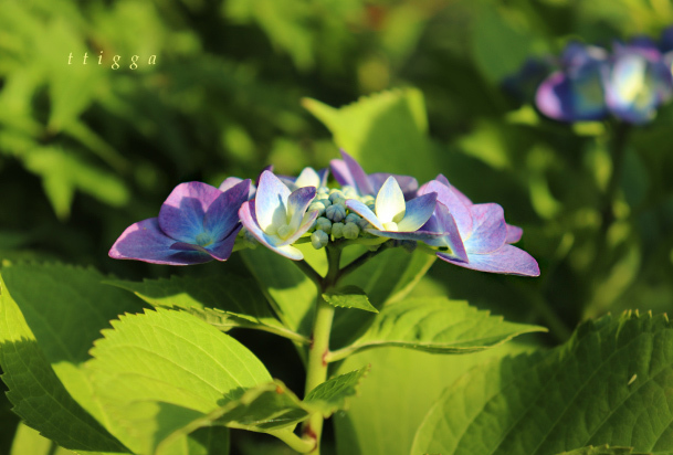 中庭の紫陽花97