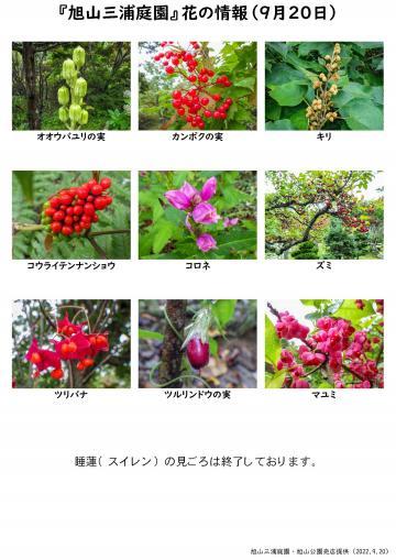 asahiyama_flower_2022_09_20_convert_20220924122233.jpg