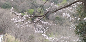 あわじダムの桜