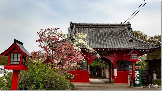 妙満山大慶寺の牡丹と藤