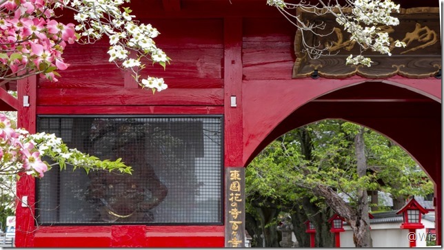 妙満山大慶寺の牡丹と藤