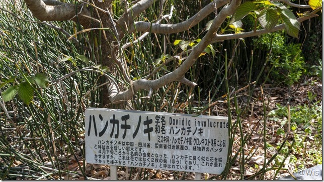 波志江沼環境ふれあい公園のハンカチノキ