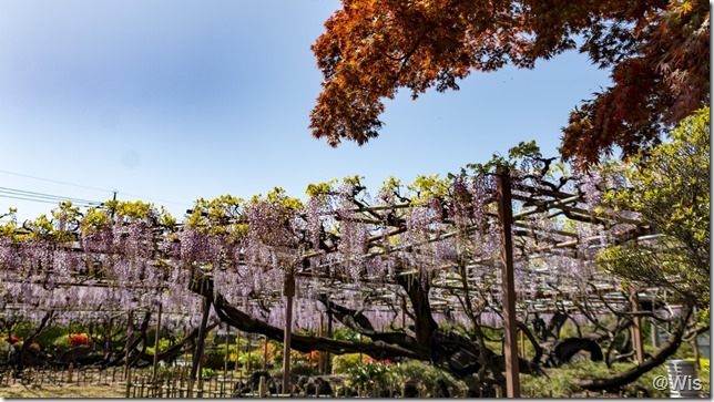 須賀の園の藤棚