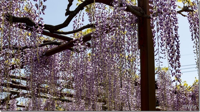須賀の園の藤棚