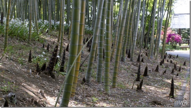 ぐんまフラワーパークの竹林とシャガ