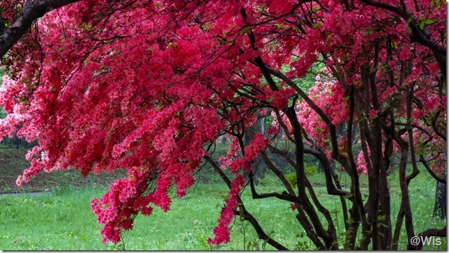 みやぎ千本桜の森公園に咲くヤマツツジ