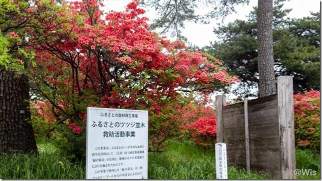 赤城神社参道松並木のヤマツツジ