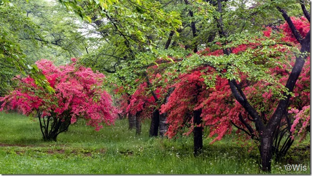 みやぎ千本桜の森公園に咲くヤマツツジ