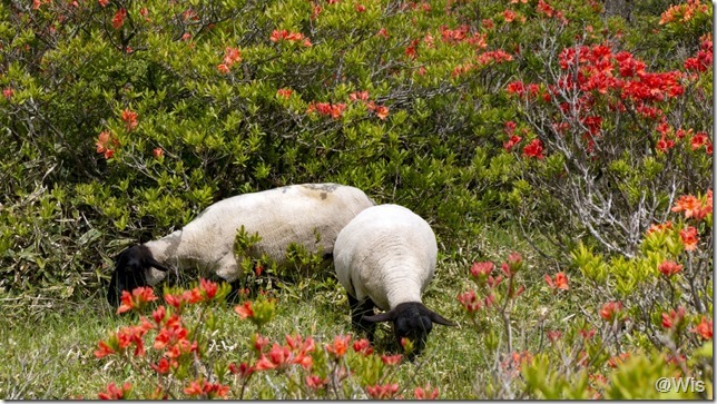 赤城山・白樺牧場のレンゲツツジと羊