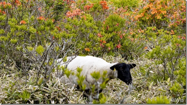 赤城山・白樺牧場のレンゲツツジと羊