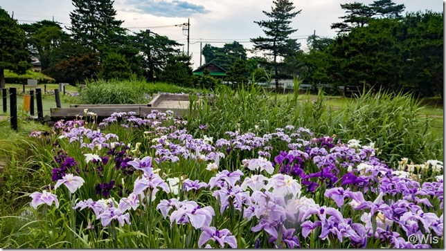 華蔵寺公園の花菖蒲・紫陽花