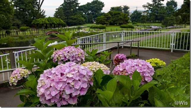 華蔵寺公園の花菖蒲・紫陽花