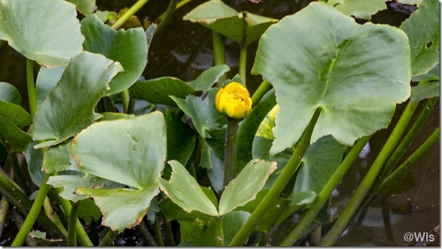 岩宿の里ハス池の金蓮