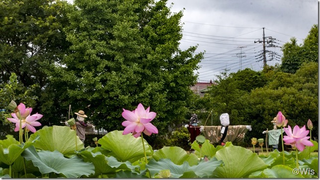 岩宿の里公園の古代ハス池