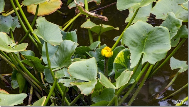 岩宿の里ハス池の金蓮
