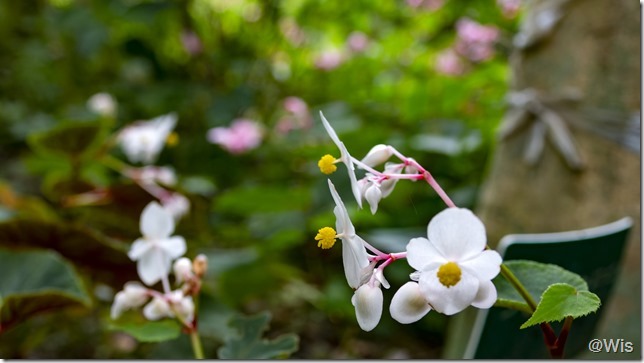 ふかや緑の王国の白花シュウカイドウ