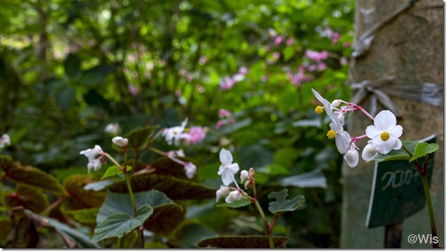 ふかや緑の王国の白花シュウカイドウ