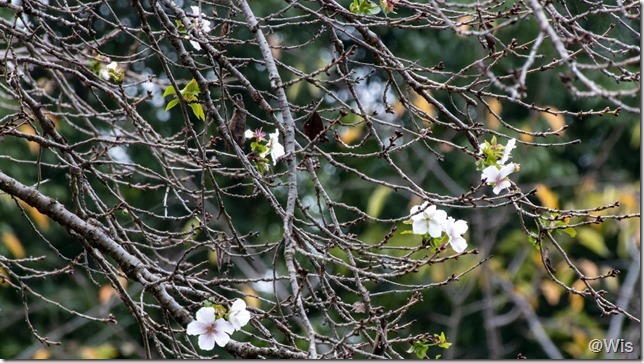 ぐんまフラワーパークの冬桜
