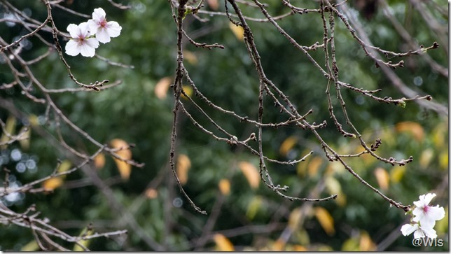ぐんまフラワーパークの冬桜