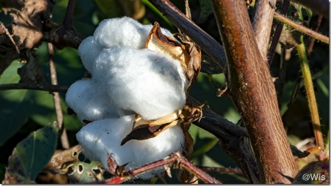 鹿田山フットパスの綿花