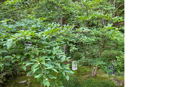 庭園、ナツツバキ・沙羅の木/シャラノキ