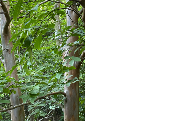 樹皮の色、ナツツバキ・沙羅の木/シャラノキ