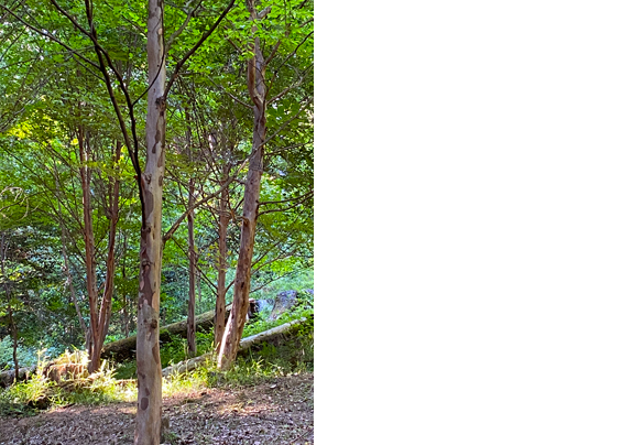 一本立ち、ナツツバキ・沙羅の木/シャラノキ