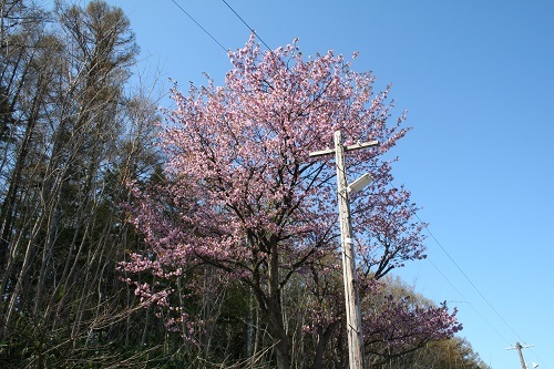 塩谷駅ホームの桜